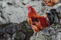 Home Colorful rooster standing confidently on a rocky surface, showcasing its vivid plumage.