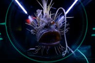 Home Dramatic close-up of a hairy anglerfish in an aquarium exhibition, emphasizing sea life.