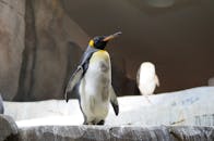 Home A majestic king penguin in a rocky indoor habitat, showcasing its vivid plumage.